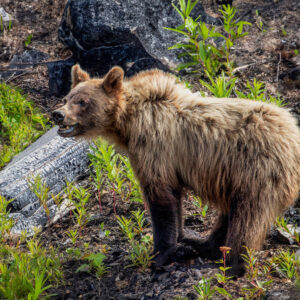 6029 Young Springtime Grizzly