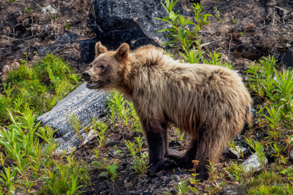 6029 Young Springtime Grizzly