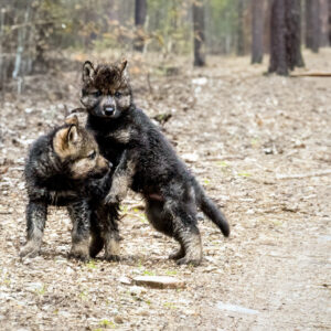 6032 Wolf Pups II