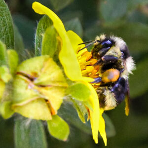 6035 Busy As A Bee