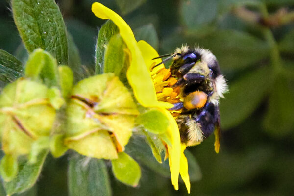 6035 Busy As A Bee
