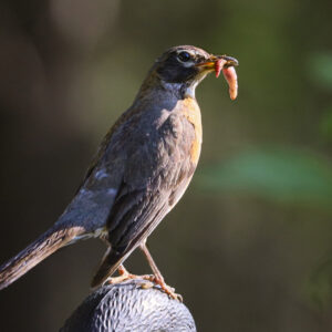 6036 Early Bird