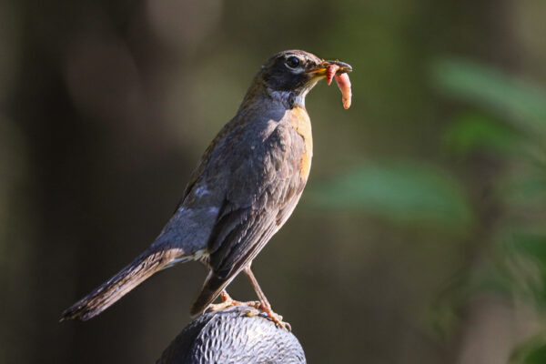 6036 Early Bird