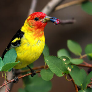6037 Western Tanager