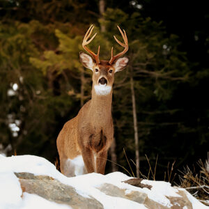 6038 Majestic