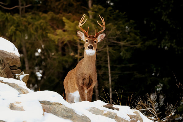 6038 Majestic