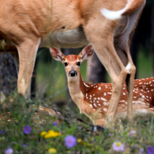 6039 Nurturing in Nature