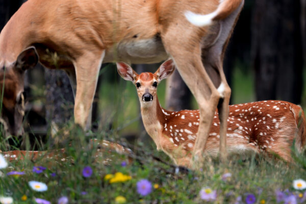 6039 Nurturing in Nature