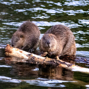 6041 Busy Beavers