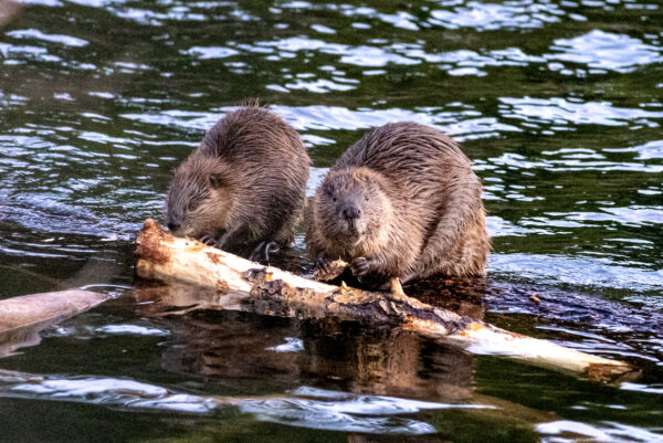 6041 Busy Beavers