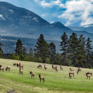 6043 Mountain Meadow