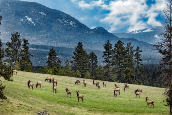 6043 Mountain Meadow