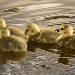 6044 Golden Waters