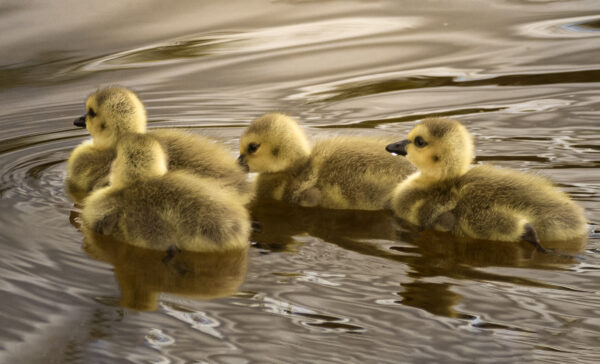 6044 Golden Waters