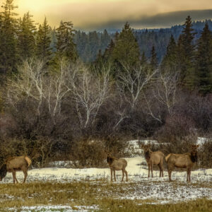 6048 Elk Haven