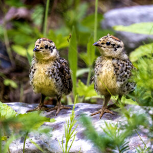 6049 Grouse Chicks
