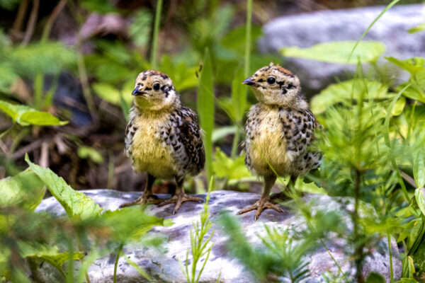 6049 Grouse Chicks