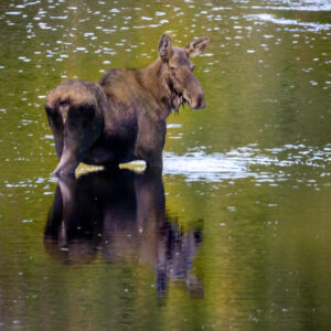 6054 Wetland Moose