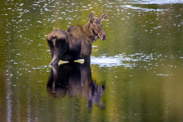 6054 Wetland Moose
