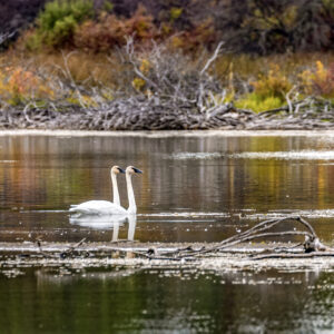 6057 Swan Sensation