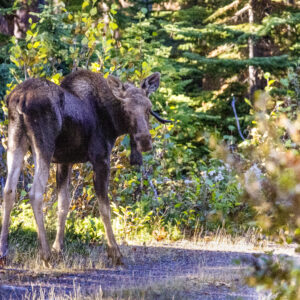 5057 Young Bull Moose