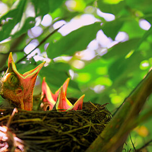 6061 Baby Robins