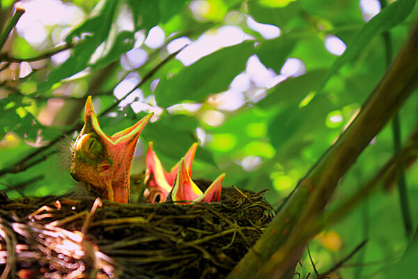 6061 Baby Robins