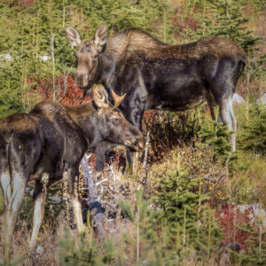 6053 Mom and Baby Moose