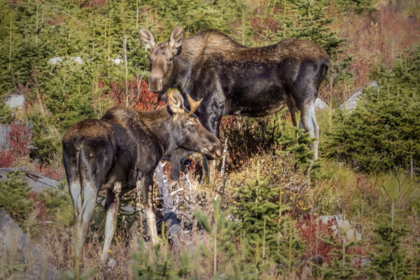 6053 Mom and Baby Moose