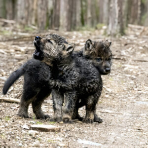 6031Wolf Pups I