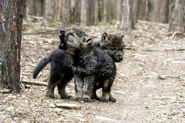 6031Wolf Pups I
