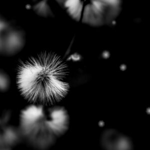 7015 Dandelion Dreams