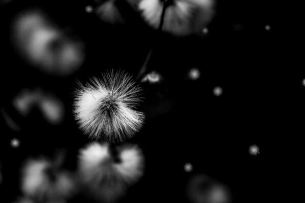 7015 Dandelion Dreams