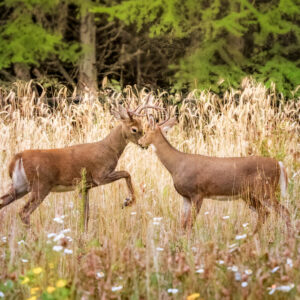 6063 Playful Bucks