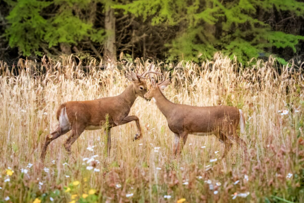 6063 Playful Bucks