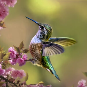 8011 Nature's Wonder