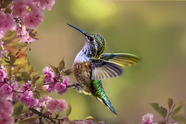 8011 Nature's Wonder