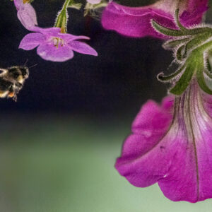 1018 Honey Bee