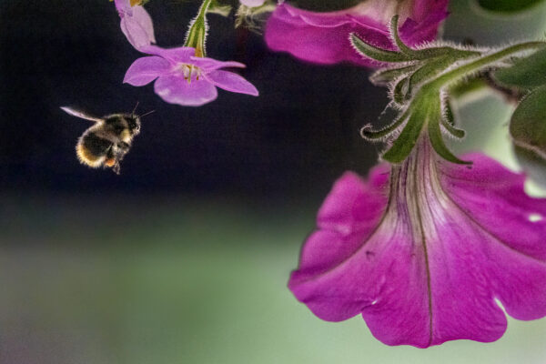 1018 Honey Bee