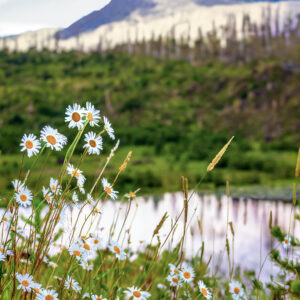 1019 Daisies by the Water