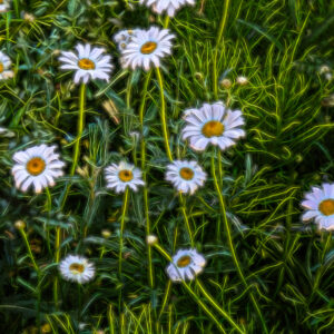 1020 Daisy Delight