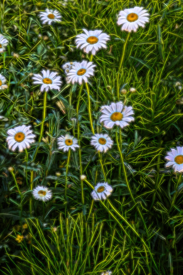 1020 Daisy Delight