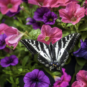 1023 Monarch Butterfly