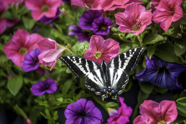 1023 Monarch Butterfly