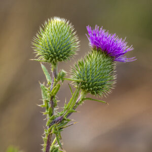1024 Pretty Prickle