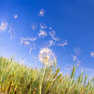 1025 Dandilion Dreams