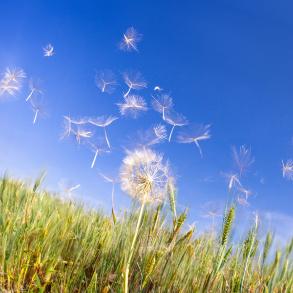 1025 Dandilion Dreams