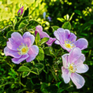 1027 Sweet Smell of Summer