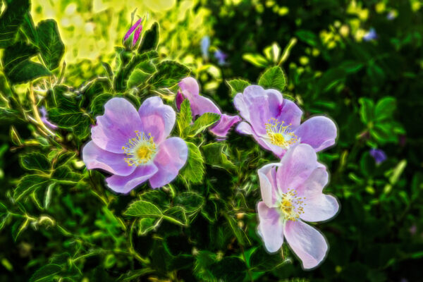 1027 Sweet Smell of Summer