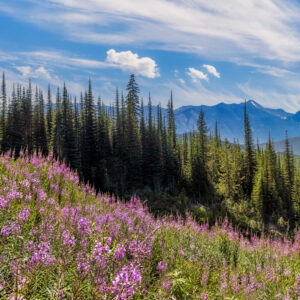 3037 Touch of Color with Fireweed